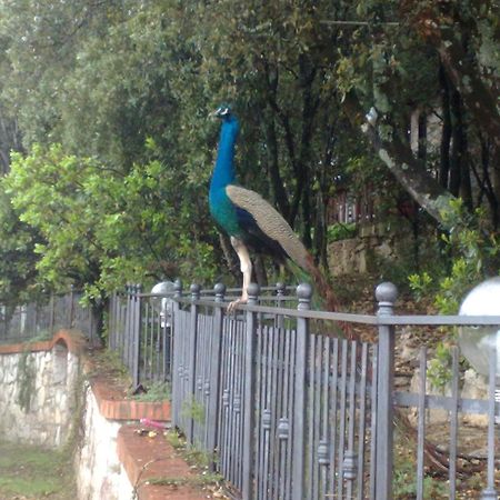 B&B Spring Περούτζια Εξωτερικό φωτογραφία